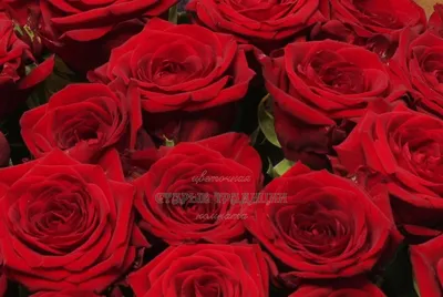 Розы в коробке \"Для тебя\" | Букет из 51 розы в коробке