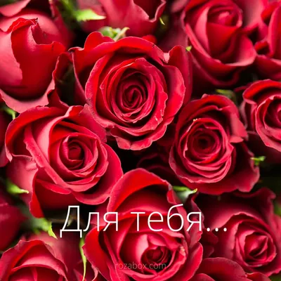 Букет из белых роз Для тебя - Доставкой цветов в Москве! 26845 товаров!  Цены от 487 руб. Цветы Тут
