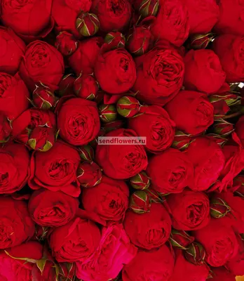 Купить 25 красных розы «Для тебя» с доставкой в Чите - «ДУЙ СЮДА!»