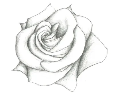 Рисунок Розы Art Sketch, Роза, белый, карандаш, лист png | PNGWing