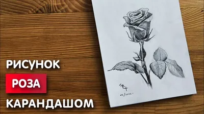 Как нарисовать розу | DRAWINGFORALL.RU | Рисунки роз, Розы, Рисовать