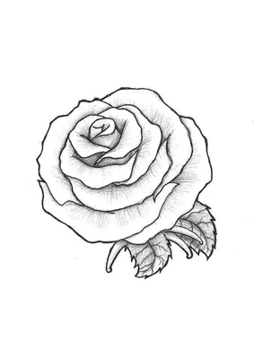 Как нарисовать розу карандашом | Рисунок для начинающих поэтапно - YouTube