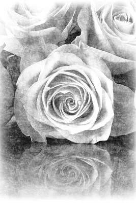 Роза сбоку рисунок - 73 фото