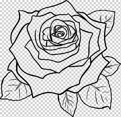 рисунок розы черно белым, картинки розы рисовать, Роза, цветы фон картинки  и Фото для бесплатной загрузки