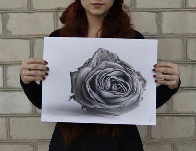 Рисунок Розы Art Sketch, Роза, белый, карандаш, лист png | Klipartz