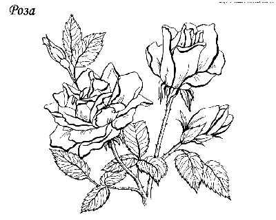 Рисунок розы, иллюстрация, вектор на белом фоне . Векторное изображение  ©Morphart 283433980