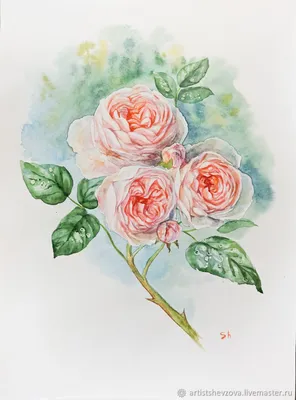 роза, иллюстрация, рисунок, Stock Vector | Adobe Stock
