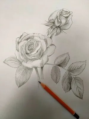 Красивые розы рисунок flormar- | Светлана Шипилина | Дзен