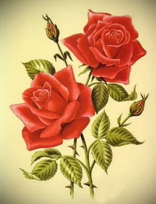 Векторный Рисунок Розы — стоковая векторная графика и другие изображения на  тему Без людей - Без людей, Бессмысленный рисунок, Ботаника - iStock