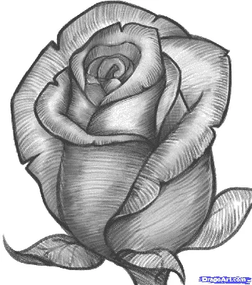 Роза рисунок легкий - 68 фото