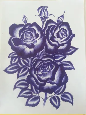 рисунок розы. черный контур на белом фоне. Иллюстрация вектора -  иллюстрации насчитывающей природа, флора: 268369052