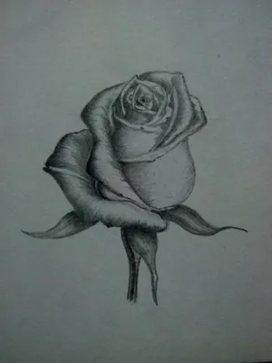Рисунок Розы Карандашный Эскиз, Рисунки Роз, цветок, карикатура, роза  Заказать png | Klipartz