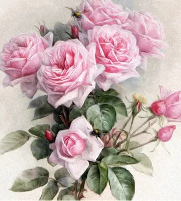 Картинки красивые Розы (128 фото и рисунков) | Zamanilka