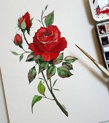 роза, рисунок, эскиз