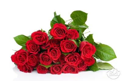 Фотообои Розы \"Букет красных роз на белом фоне\" - арт 0120015061 | Купить в  интернет-магазине Фото в дом