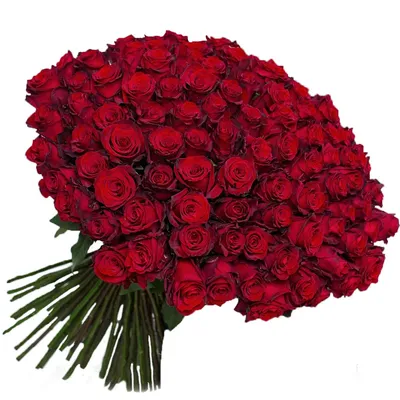 Красные розы на белом фоне с пространством для текста. Позиция вид сверху  листового. Оформление Ко дню святого валентина Стоковое Изображение -  изображение насчитывающей приветствие, торжество: 195581285