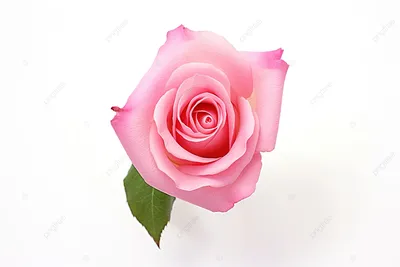 Красные розы в форме сердца в коробке сердечке на белом фоне, Годовщина,  цветок, букет фон картинки и Фото для бесплатной загрузки