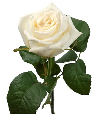 Розы картинки на белом фоне (86 фото) » ФОНОВАЯ ГАЛЕРЕЯ КАТЕРИНЫ АСКВИТ