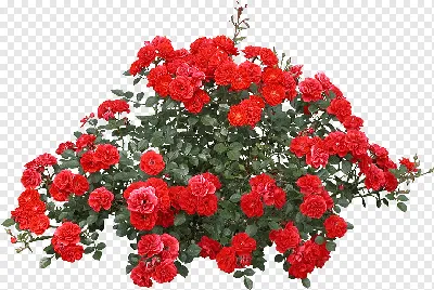 Красная роза с жемчугом в лепестках на белом фоне - обои на телефон