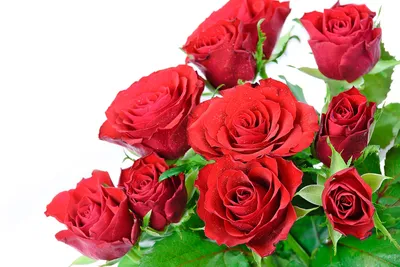 огромные красные розы, изолированные на белом фоне. роскошный букет из ста  темных рубиновых роз для дня валентинов. праздник Стоковое Фото -  изображение насчитывающей роскошь, случай: 229322442