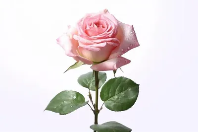 Фотообои Красные розы на белом фоне артикул Ch-057 купить в Оренбург|;|9 |  интернет-магазин ArtFresco