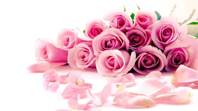 Белый Цветок Розы На Белом Фоне — стоковые фотографии и другие картинки Роза  - Роза, Кремового цвета, Весна - iStock