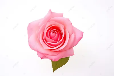 Красные розы на белом фоне - фото и картинки abrakadabra.fun