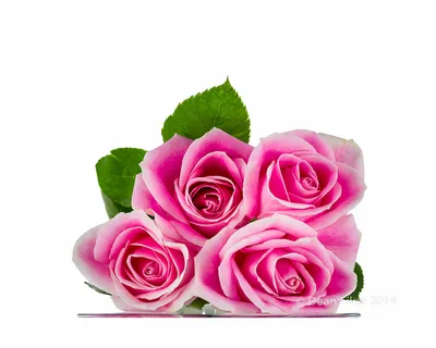 Распустившийся бутон розы с розово-белыми лепестками, вид сверху,  изолирован на белом фоне фотография Stock | Adobe Stock