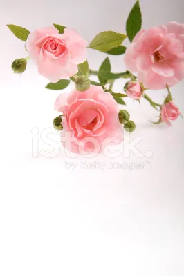 Фотография Розы Красный цветок Белый фон