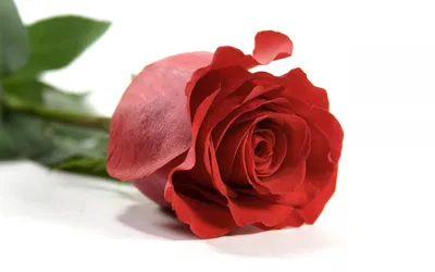 Пышные Цветущие Розы Белом Фоне Изолировать Поздравительных Открыток  Свадьбы Днем стоковое фото ©EVdesign_EV 302057612