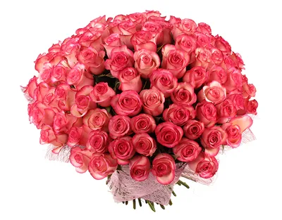 Розовые розы на белом фоне - обои на рабочий стол