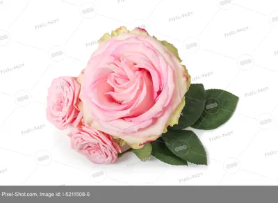 Розовая роза на белом фоне | Премиум Фото
