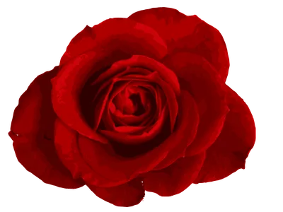 Букет красных роз на белом фоне - 71 фото
