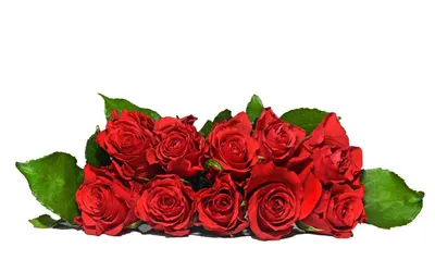 Фото Розовые розы на белом фоне