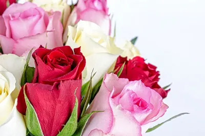 Фотографии букет Розы розовых Цветы белом фоне