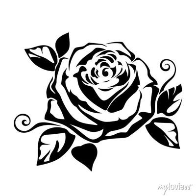 Три Розовые Розы Лежащие На Белом Фоне — стоковые фотографии и другие  картинки Без людей - Без людей, Белый, Ботаника - iStock