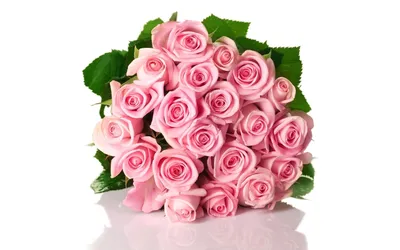 Красивые розовые розы на белом фоне :: Стоковая фотография :: Pixel-Shot  Studio