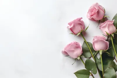 Букет роз на белом фоне - обои на рабочий стол
