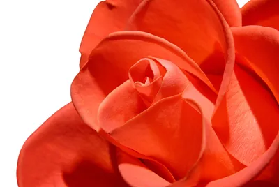 Картинки цветы роза на прозрачном фоне (68 фото) » Картинки и статусы про  окружающий мир вокруг