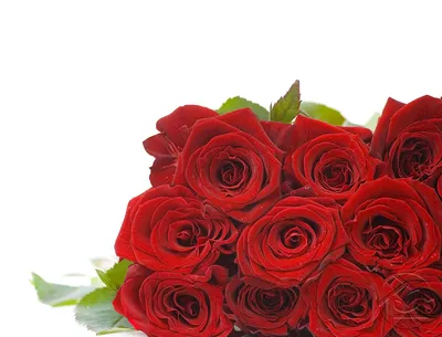 Фотографии роза Красный Цветы белом фоне