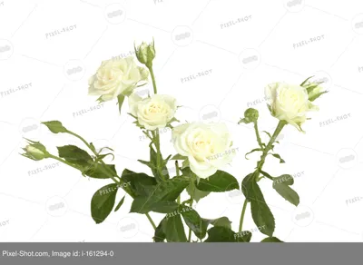 Купить розы в Нижнем Новгороде недорого, заказать розы с доставкой на дом