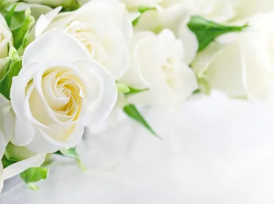 Ткань муслин розовые розы на белом фоне. Купить муслин с рисунком с  доставкой по РФ. Цена за метр, фото, наличии и под заказ.