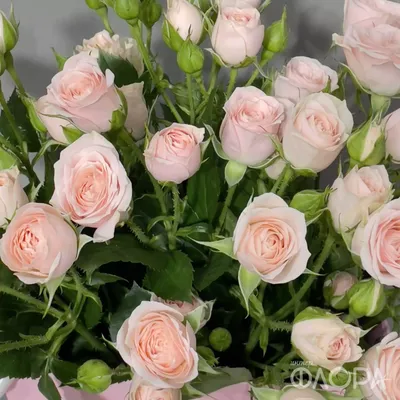 Нежные розы в плайм-пакете от Интер-Флора | Доставка и заказ цветов в  Железногорске Курской области