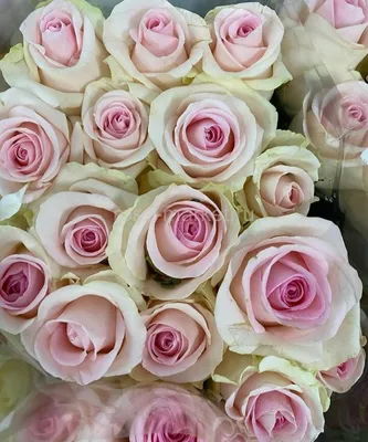 Купить Нежный букет из кремовых роз по выгодной цене в Краснодаре.
