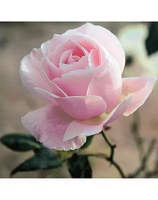 Розы от 9 шт. Нежные и свежие заказать в интернет-магазине Роз-Маркет в  Краснодаре по цене 2 000 руб.
