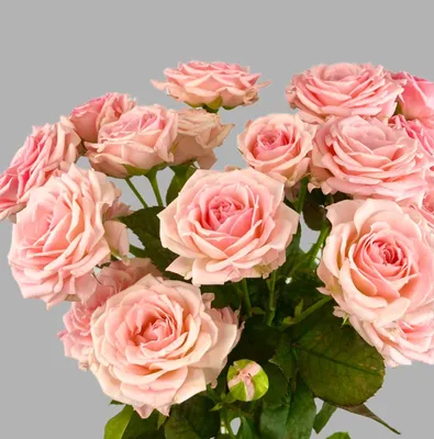 Нежные розы» картина Лесохиной Любови (бумага, акварель) — купить на  ArtNow.ru