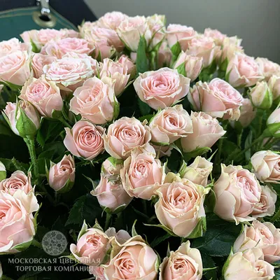 Букет из 25 нежно-розовых роз купить с бесплатной доставкой в Москве по  цене 4 070 руб.