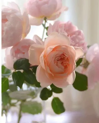 Букет 51 кустовая роза, нежно-розовая купить за 15 580 руб. с  круглосуточной доставкой по Москве | Мосцветторгком