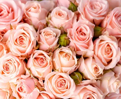 Нежные розы - фотообои на заказ в Малый Исток. Закажи обои Нежные розы  (28670)