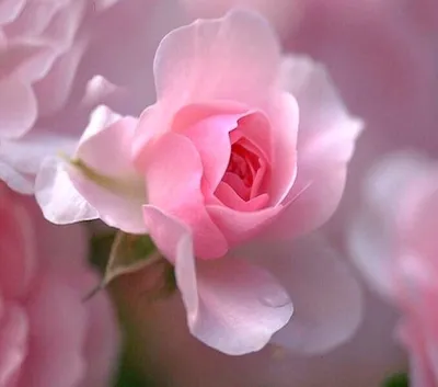 Нежно-розовые розы в коробке Престиж купить в Нижнем Новгороде
